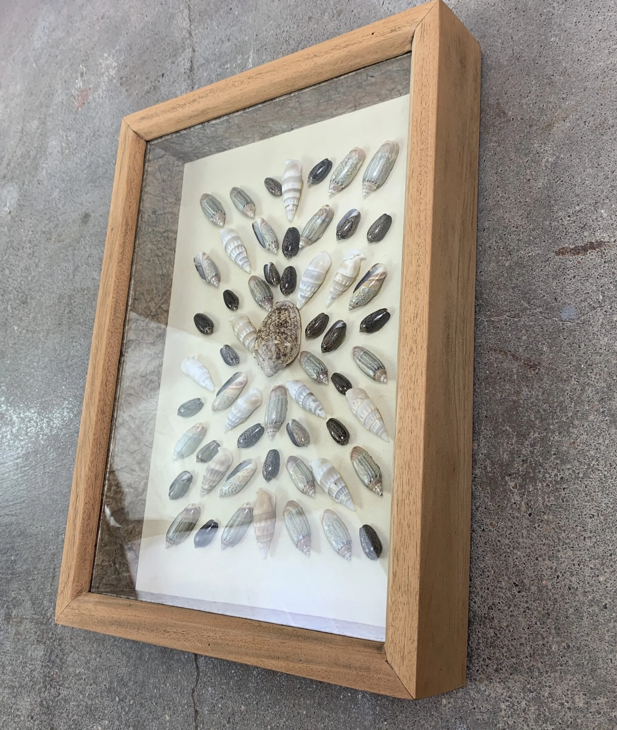 Framed Sea Shell Art, Shadow Box