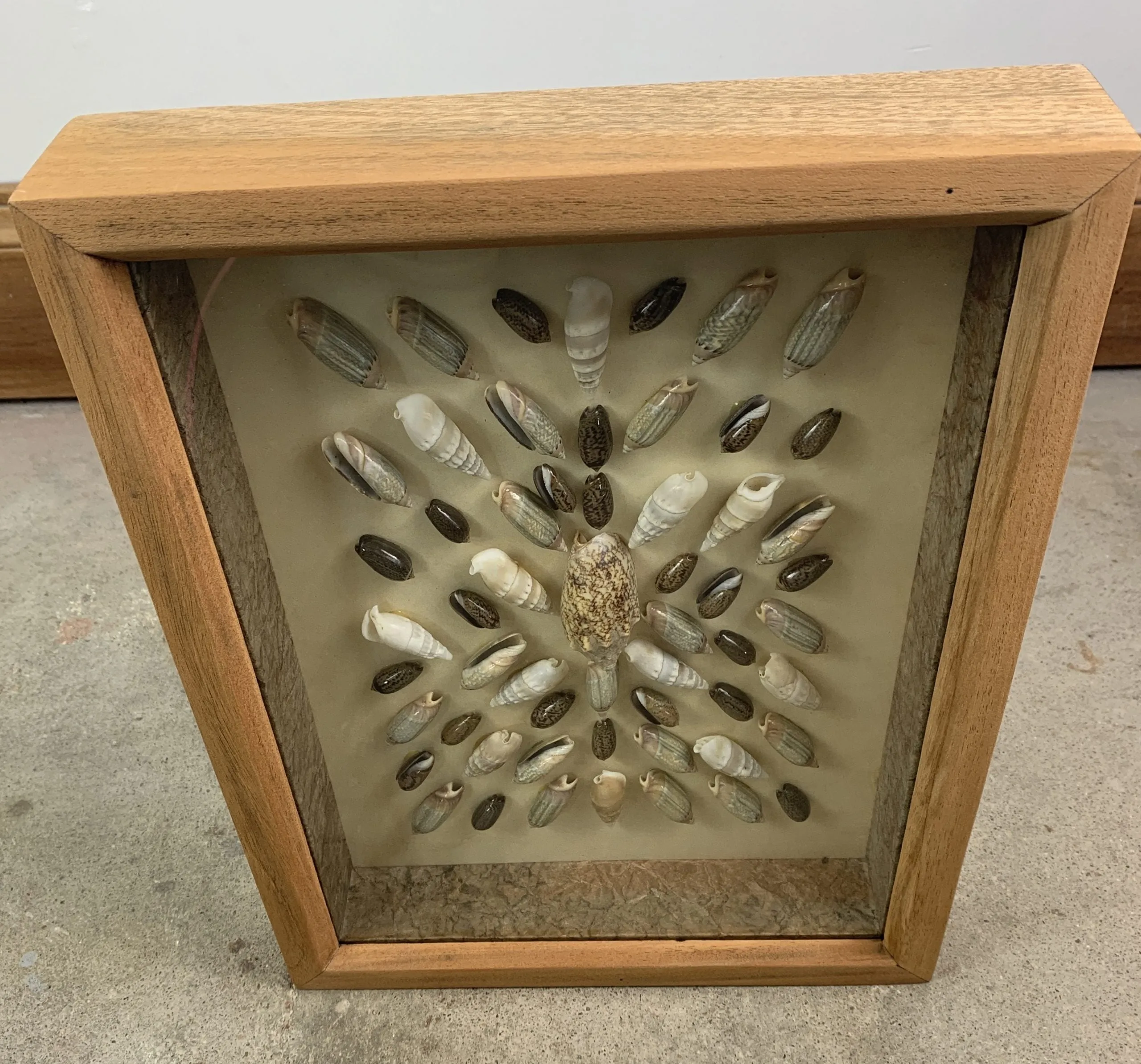 Framed Sea Shell Art, Shadow Box