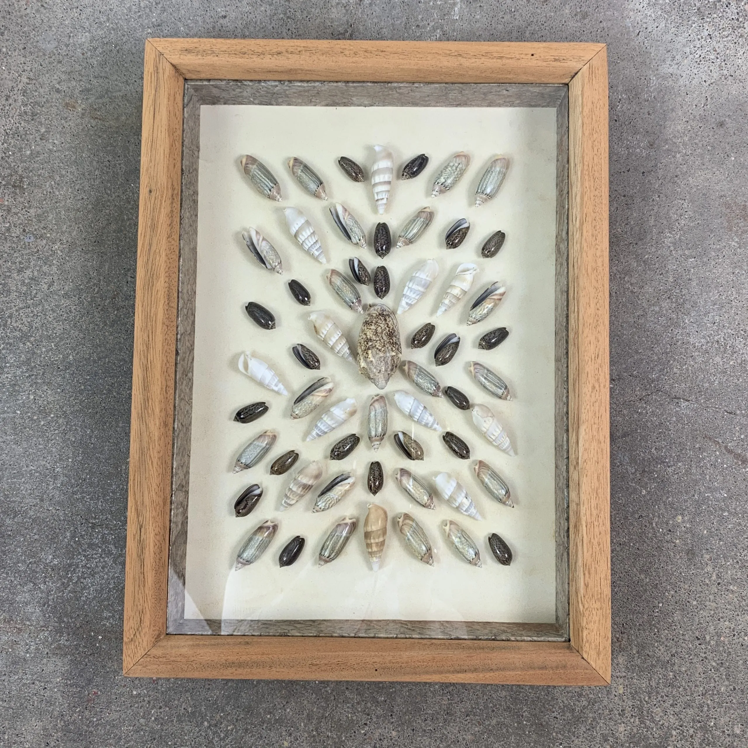 Framed Sea Shell Art, Shadow Box