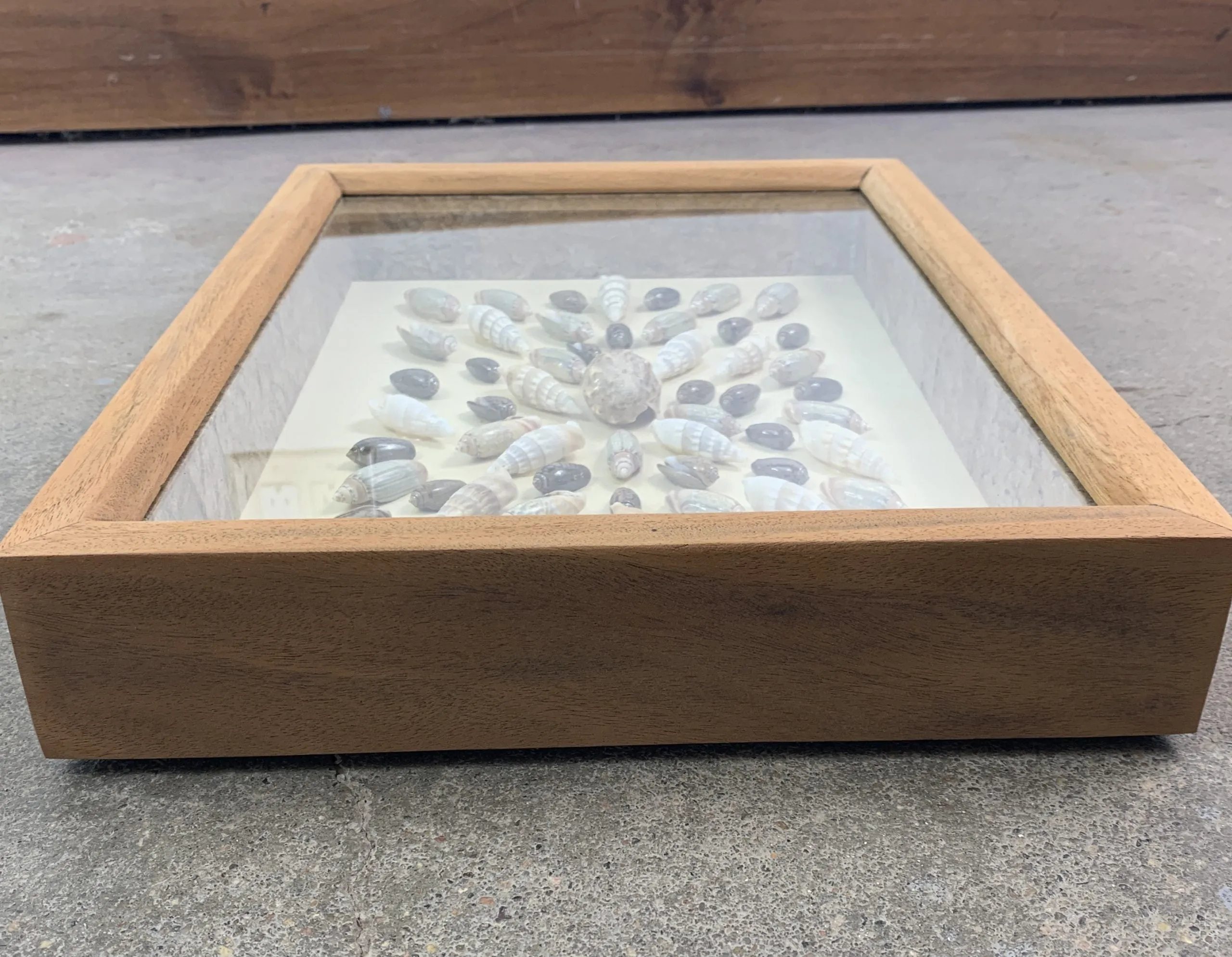 Framed Sea Shell Art, Shadow Box