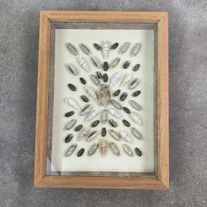 Framed Sea Shell Art, Shadow Box