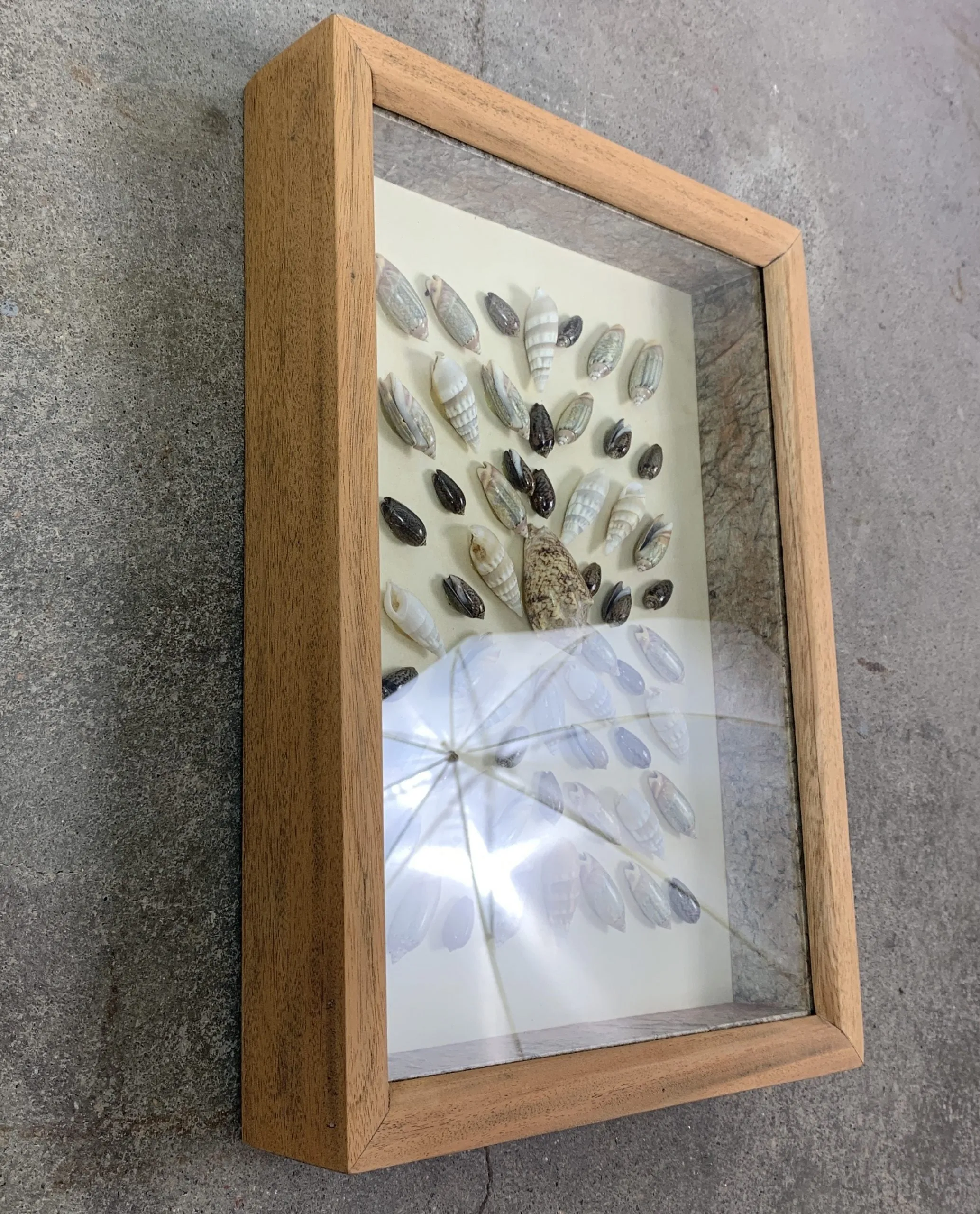 Framed Sea Shell Art, Shadow Box